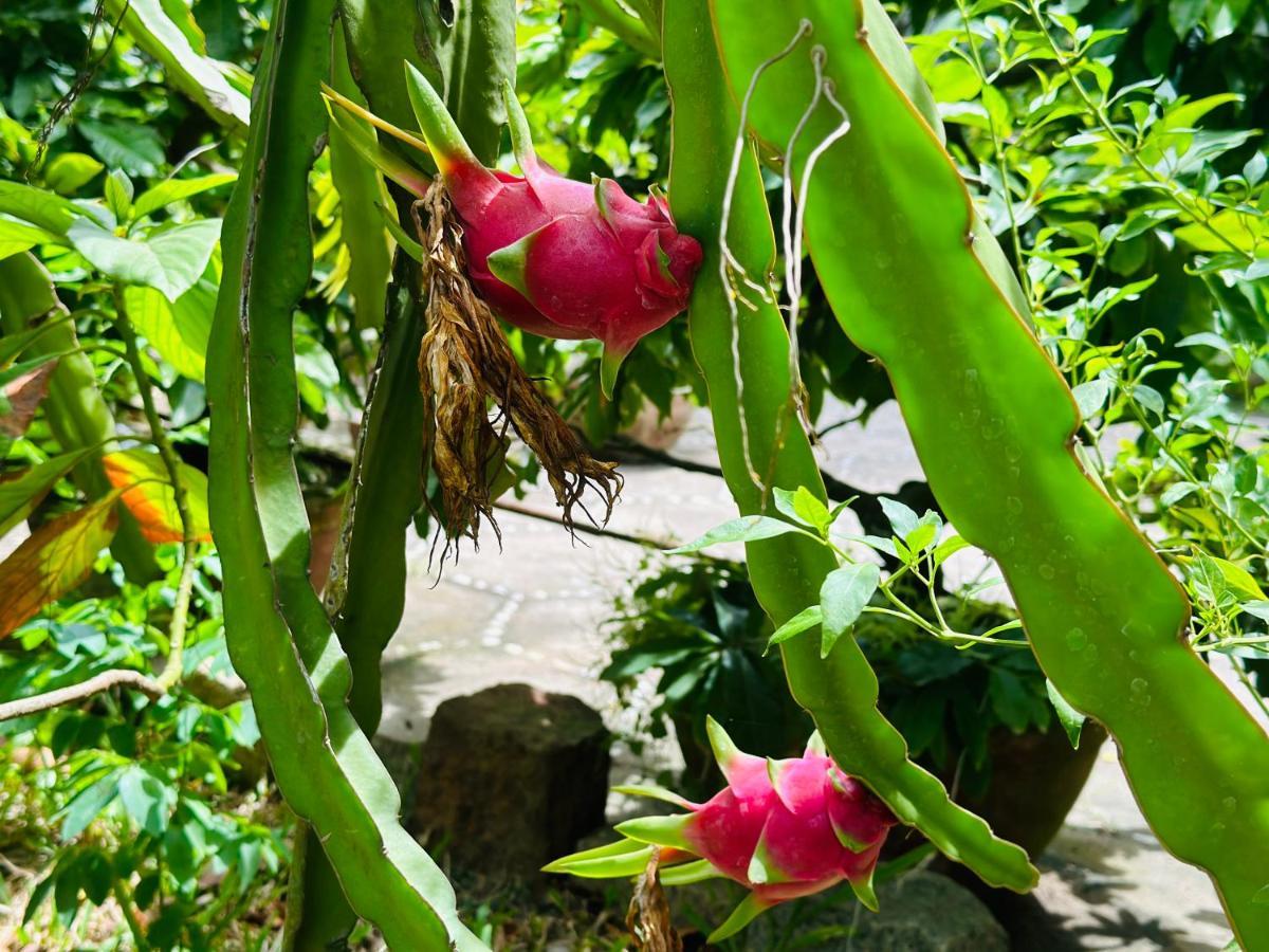 Do River Homestay Hoi An Exteriör bild